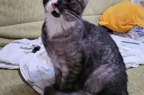 Кошка найдена на ул. Серафимы Дерябиной