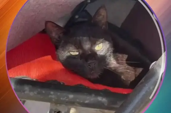 Кошки потеряшки, Темрюк, фото: Потеряшка чёрный кот, ул. Павленко, Темрюк