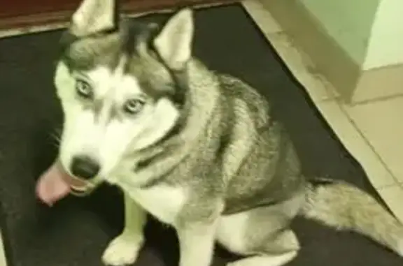 Хаски найдена, 10-я Красноармейская, СПб