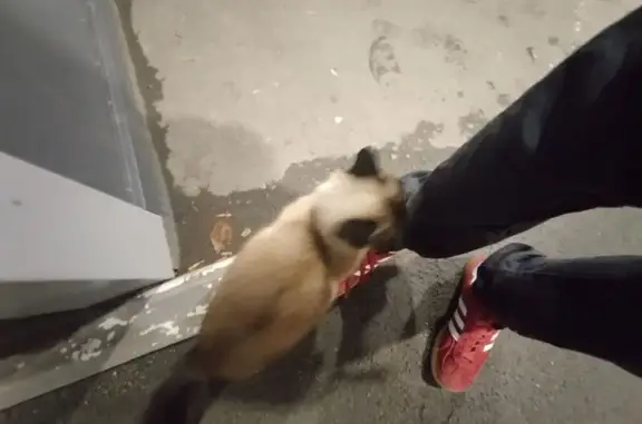 Светло-серая сиамка найдена, Театральная 1/2