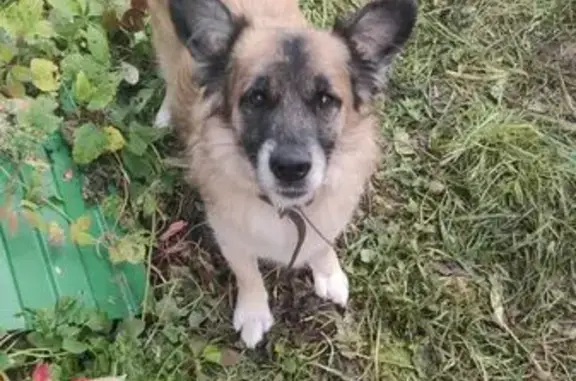 Собаки потеряшки, , фото: Собака пропала, Астрецово, 10Б