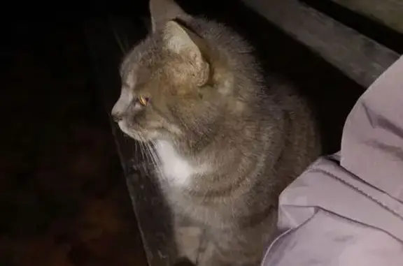 Найдена кошка, Санкт-Петербург, фото: Найдена серая кошка, ул. Гарькавого, 1