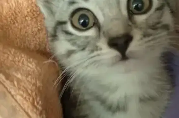 Найдена кошка, Ульяновск, фото: Кошка найдена на Пожарского, 68, Ульяновск