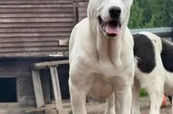 Пропала собака в Агарино, МО