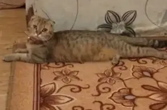 Пропала кошка на ул. Гагарина, 17, Азнакаево