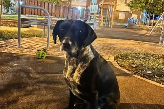 Найдена собака на Ерёменко 110, Ростов-на-Дону