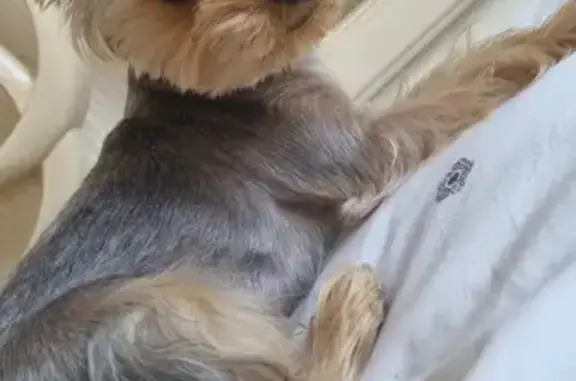 Пропала собака, Комсомольский пер., 32