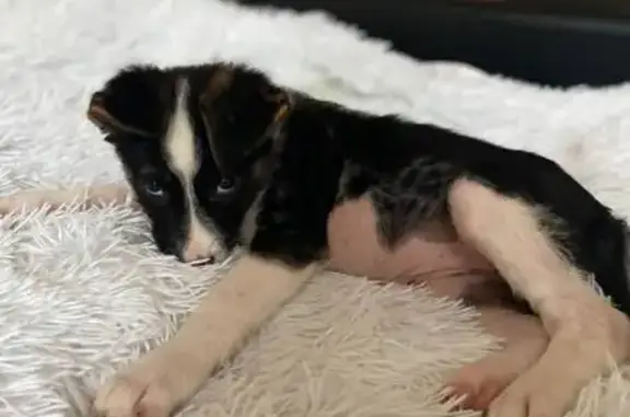 Найдена собака, Кохма, фото: Собака найдена: ул. Кочетовой, 38, Кохма