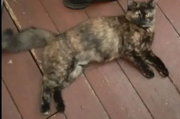 Кошки потеряшки, Нахабино, фото: Потеряшка кошка, ул. Панфилова, 14, Нахабино