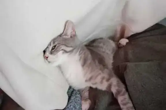 Найдена кошка, Саратов, фото: Кошка найдена: ул. Посадского, 308А, Саратов