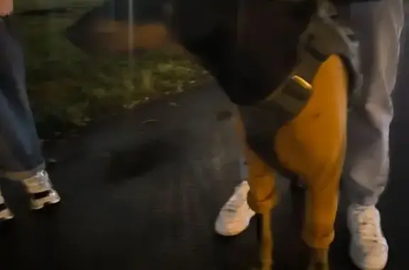 Найдена собака, Реутов, фото: Пёс ищет хозяина, Носовихинское ш., 14