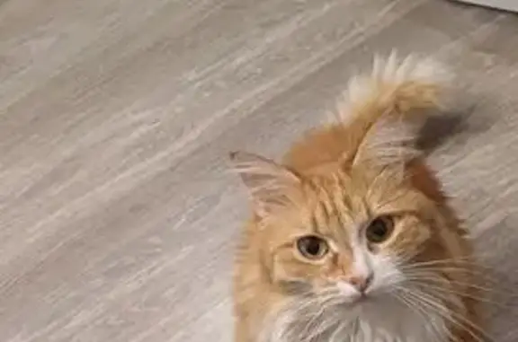 Кошки потеряшки, Уфа, фото: Потеряшка котик на проспекте Октября, Уфа