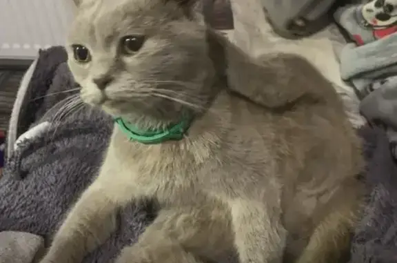 Найдена кошка, Белгородская область, фото: Кошка найдена - Красный Остров, Белгород