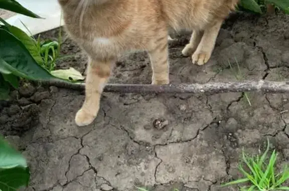 Пропала кошка в Рыкакасы, Чувашия