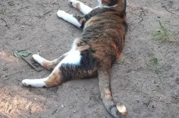 Пропала кошка в Толмачёвском, Ленобласть