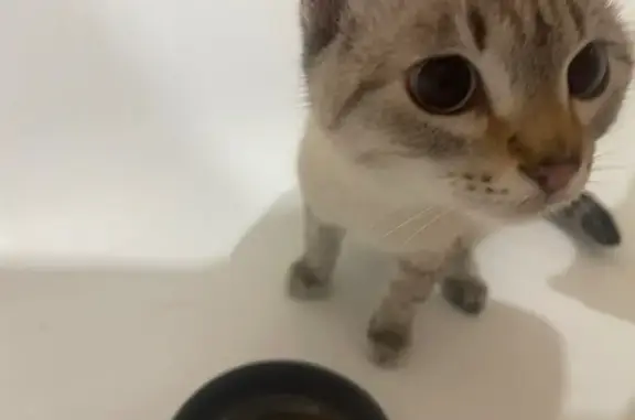 Найдена кошка, Чебоксары, фото: Сиамская кошка найдена у Гузовского, 8А