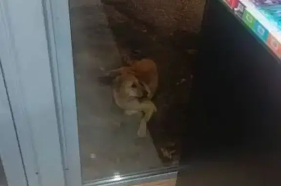 Найдена собака, Казань, фото: Собака найдена: ул. Халтурина, 8А, Казань