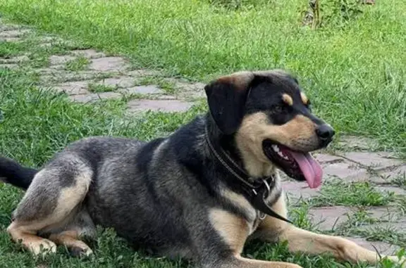 Собаки потеряшки, Бараново, фото: Потеряшка собака, Солнечный пер., Бараново