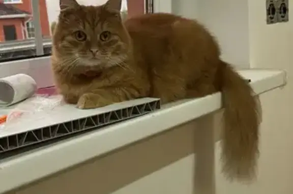 Пропала кошка на Весенней, Воскресенское