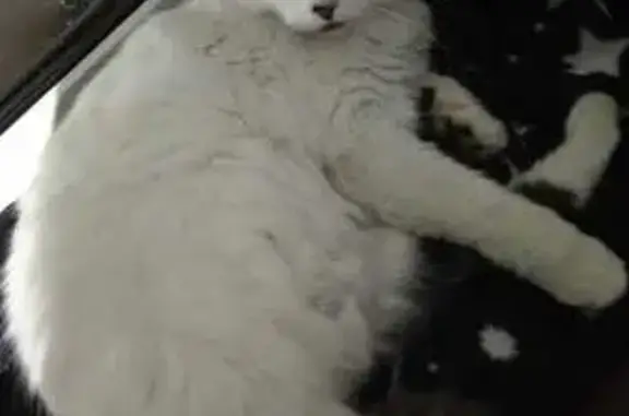 Найдена кошка, Брянск, фото: Кот найден: Объездная ул., 32, Брянск