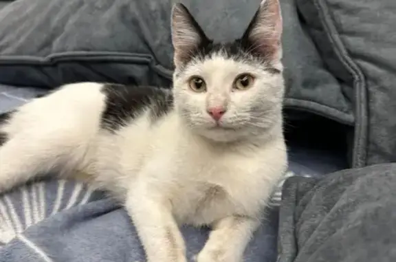 Пропала кошка, Черничная ул., Новосадовый