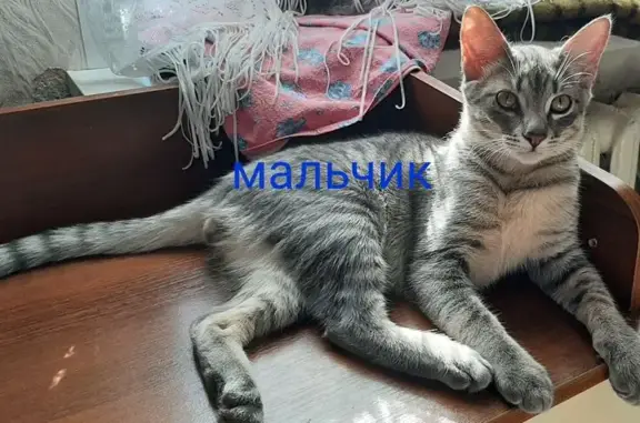 Пропала кошка, ул. Пухова, 43 к1, Калуга