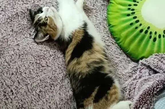 Пропала кошка, ул. Фрунзе, 39, Новочеркасск