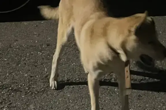 Найдена собака, Ивановка, фото: Добрый пес найден: ул. Андреева, 2, Ивановка