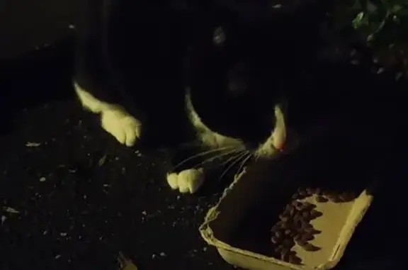 Найдена кошка, Сестрорецк, фото: Найдена кошка, Приморское шоссе 261 к2