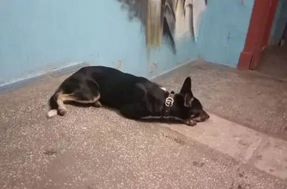 Собака найдена: Физкультурная ул., Самара