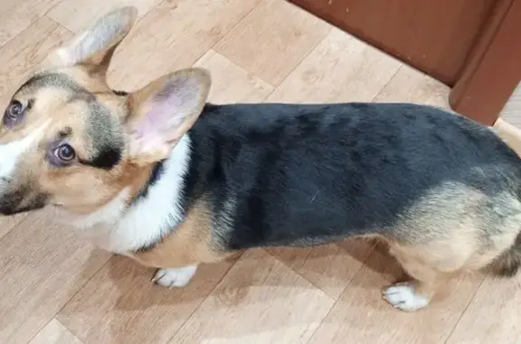 Найдена собака на пр. Бабикова, Мурманск