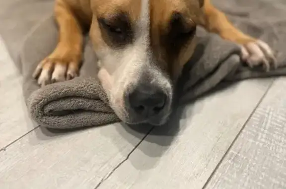 Собака найдена: ул. Г. Димитрова, 74А к2