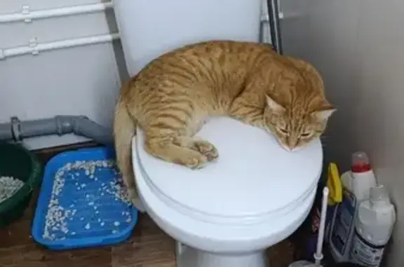 Пропала кошка, Витебская 59, Воронеж