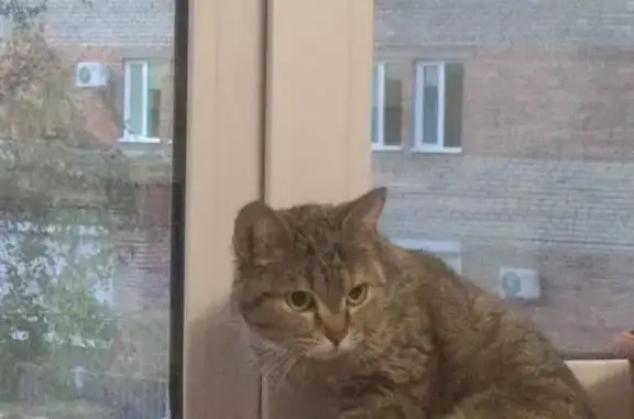 Найдена кошка, Томск, фото: Кошка найдена на Путейской улице, Томск