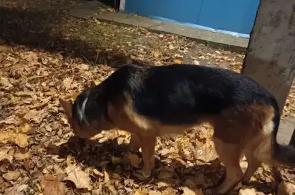 Найдена собака, Воронеж, фото: Собака найдена на Генерала Лизюкова, 99