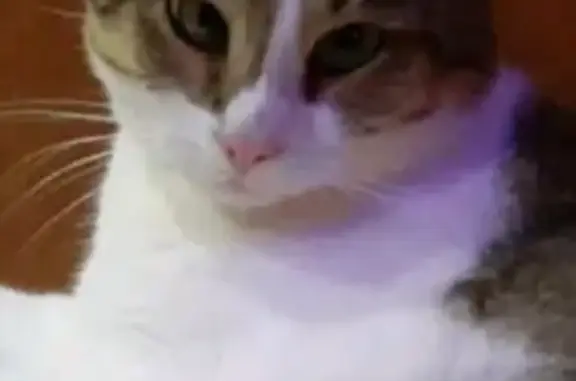 Пропала кошка, 2-я Клязьменская, Ковров