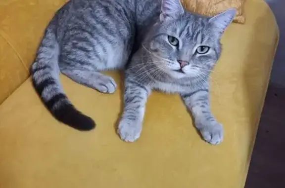 Найдена кошка, Новосибирск, фото: Кошка найдена на Богаткова, 193/1, НСК