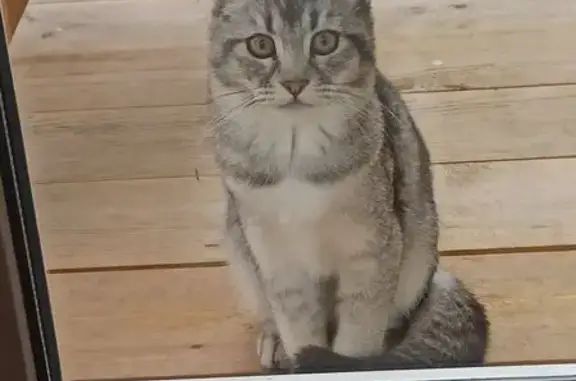 Пропала кошка, Транспортная ул., Столбовая