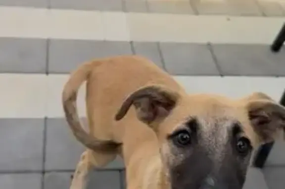 Собаки потеряшки, Избербаш, фото: Потеряшка щенок на ул. Буйнакского, Избербаш