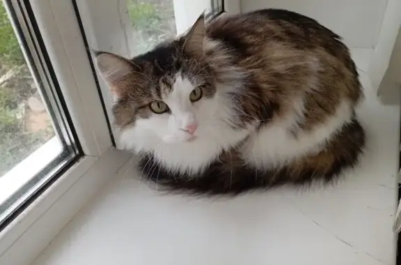 Кошки потеряшки, Ульяновск, фото: Потеряшка кошка, Автозаводская 37, Ульяновск