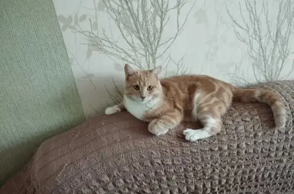 Кошки потеряшки, , фото: Потеряшка кот, Воскресенская 5/1, Металлплощадка