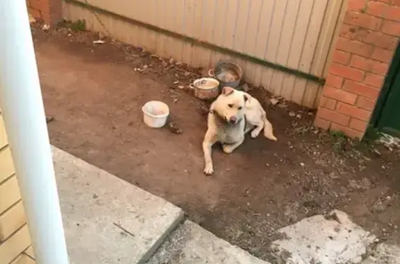 Пропала собака, ул. Мира, Пермь