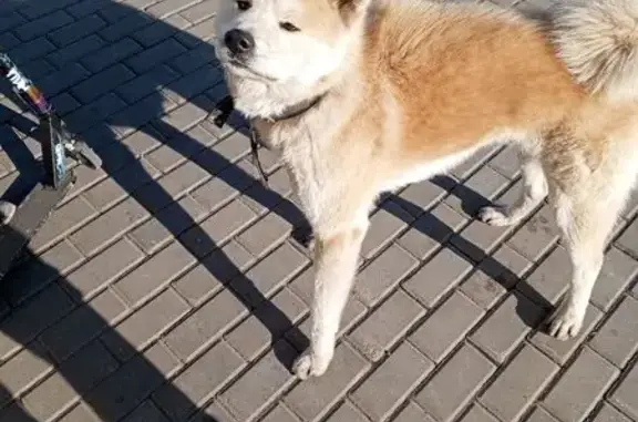 Найдена собака, Солонцы, фото: Найдена собака, Кедровая 3, Солонцы