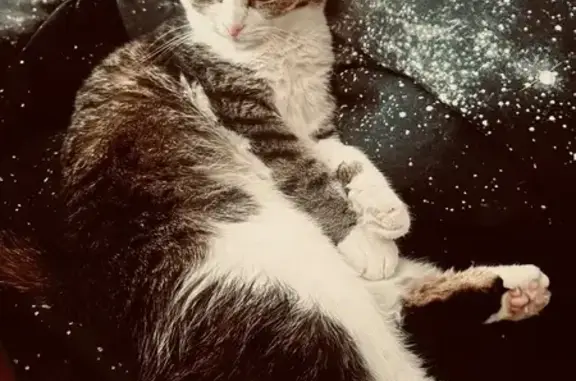 Кошки потеряшки, Ростов-на-Дону, фото: Потеряшка кошка, 17-я линия, 38, Ростов-на-Дону