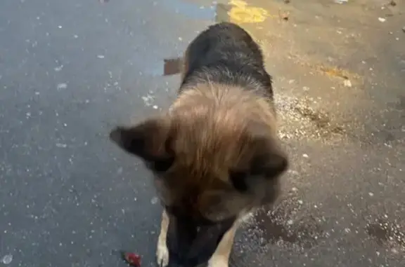 Овчарка найдена у Магнита, Лунная 9 к2