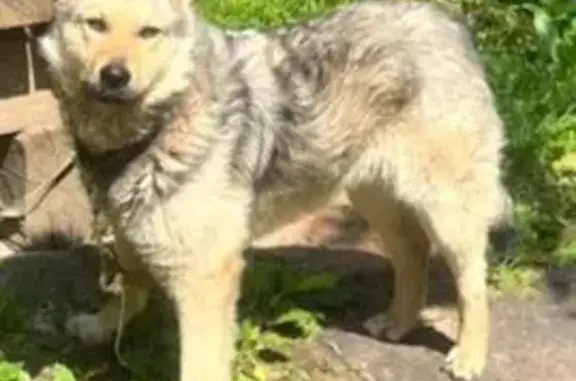 Собаки потеряшки, , фото: Потеряшка собака, Казань, Татарстан