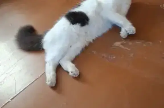 Кошки потеряшки, , фото: Потеряшка кошка, Стахановская ул., Зеленодольск