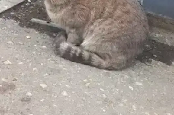 Найдена кошка, Саратов, фото: Кошка найдена, Серая Гвардейская 18Г