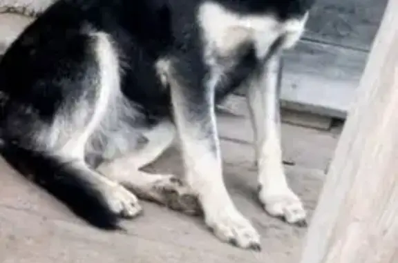 Собаки потеряшки, Воскресенское, фото: Потеряшка собака: Лежнево-Савино-Воскресенское