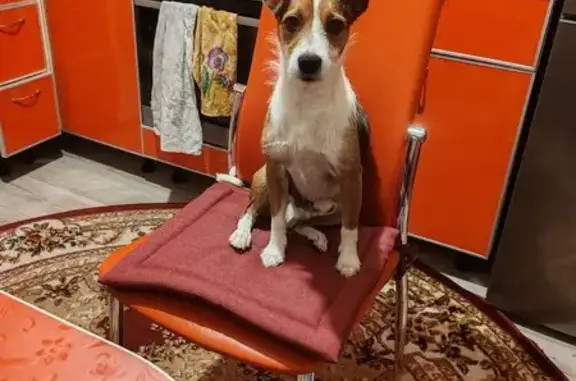 Пропала собака в Кике, Бурятия